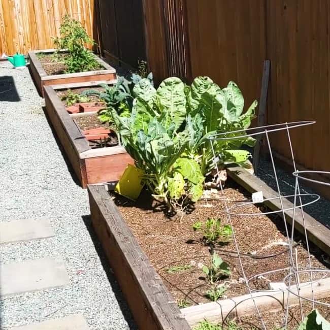 gardening raised bed