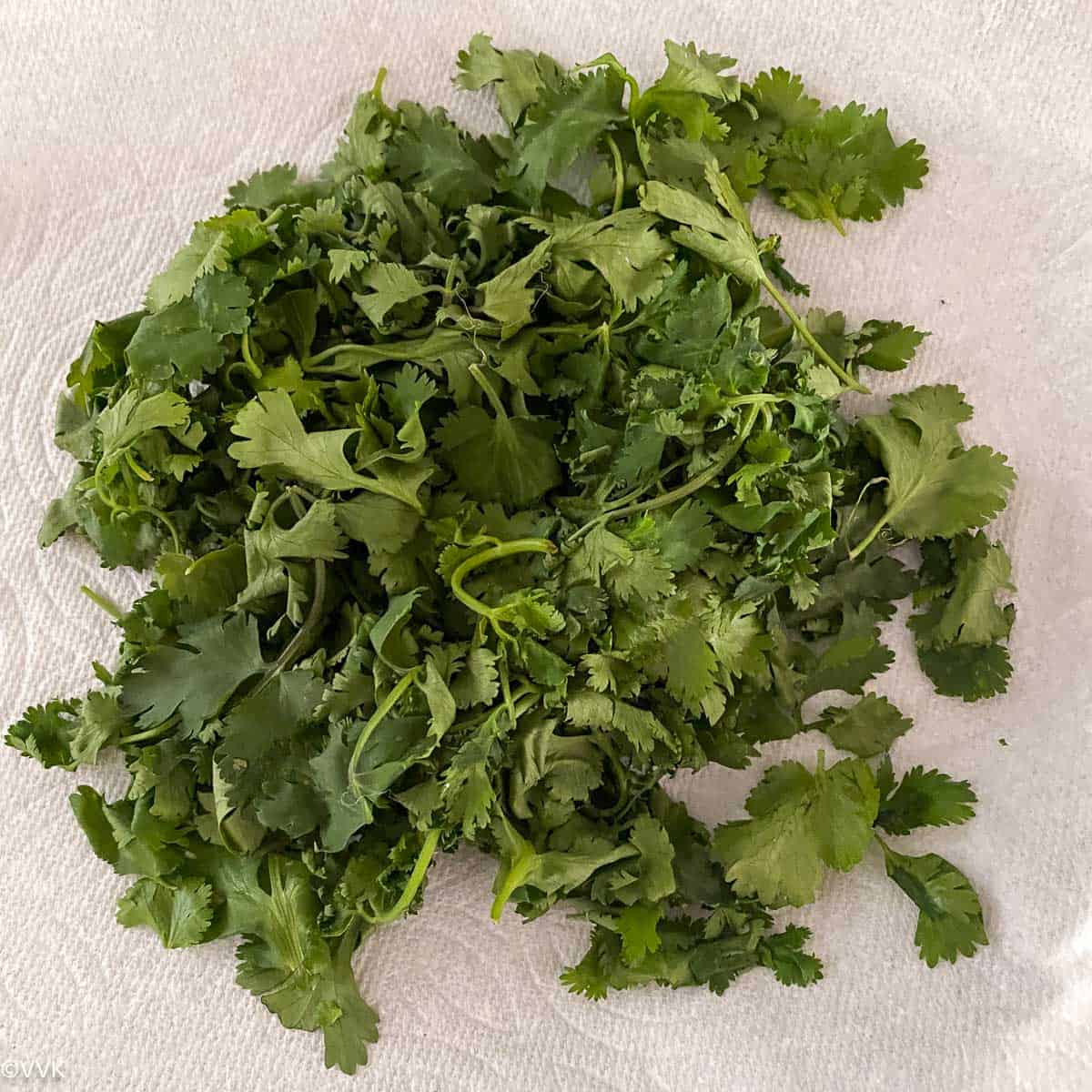 dried cilantro